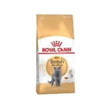 RC BRITISH SHORTHAIR 17